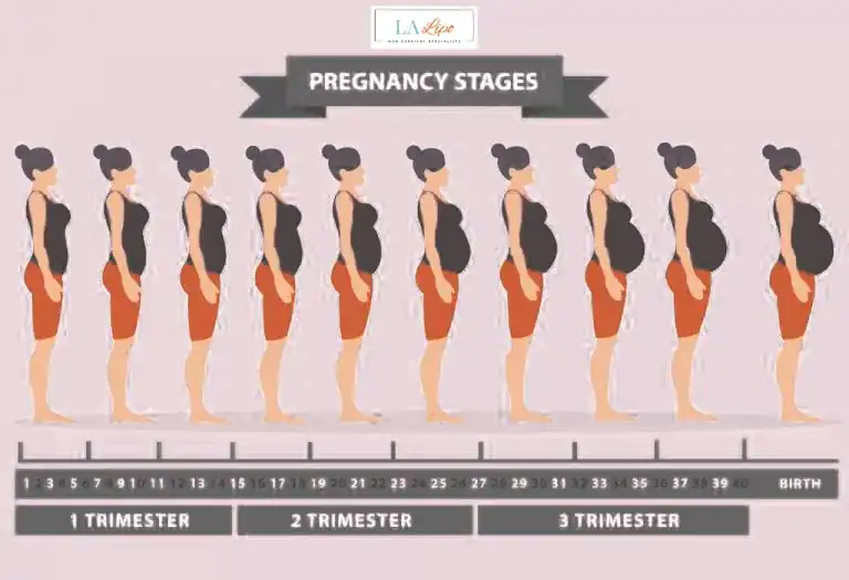 First Trimester (Weeks 1–12): Early Changes You Might Not Notice Bristol